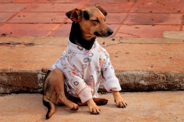 Fundo para financiar políticas de proteção animal entra no radar em Foz